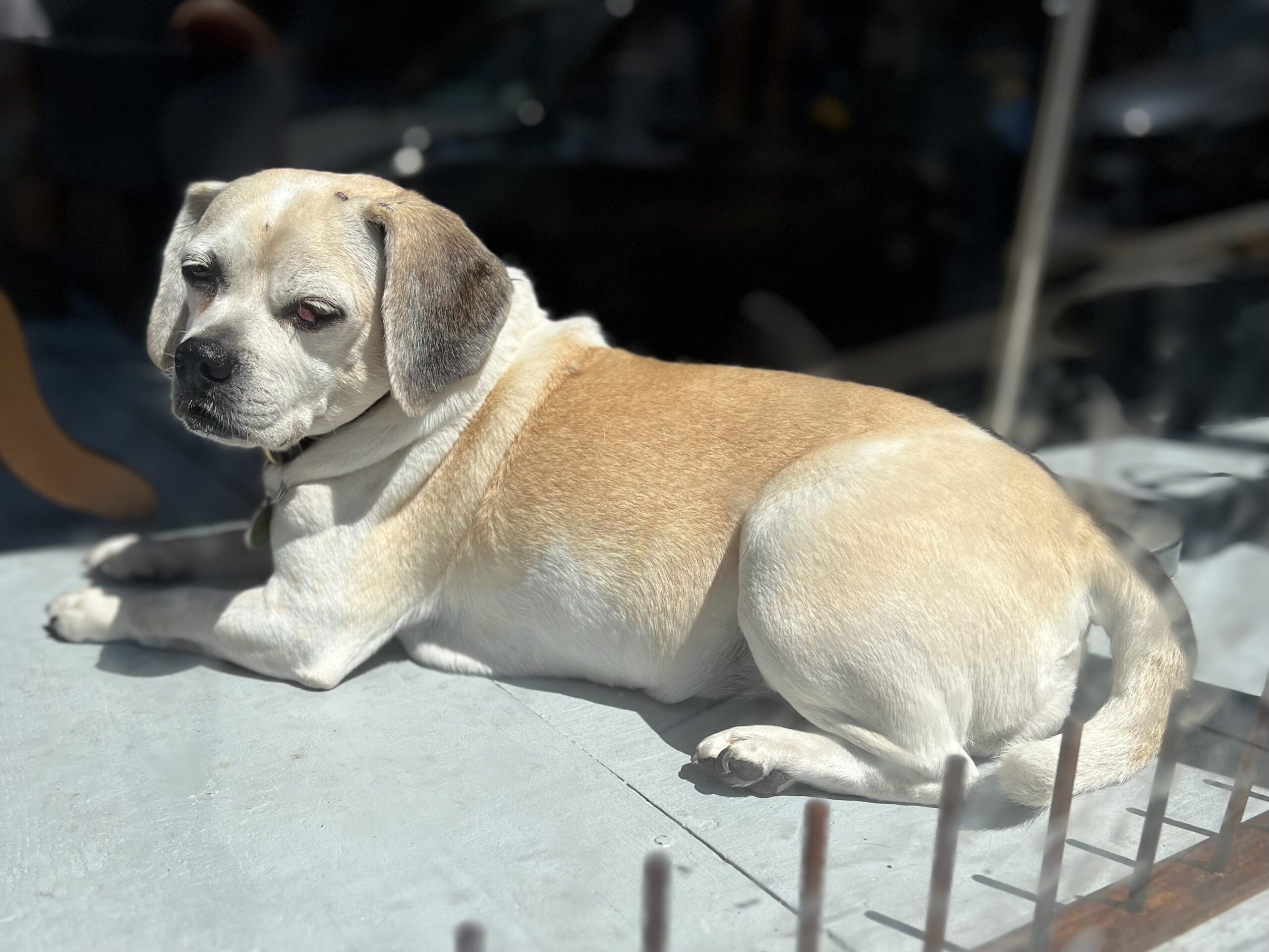 Old Puggle Relaxing In A Store Window