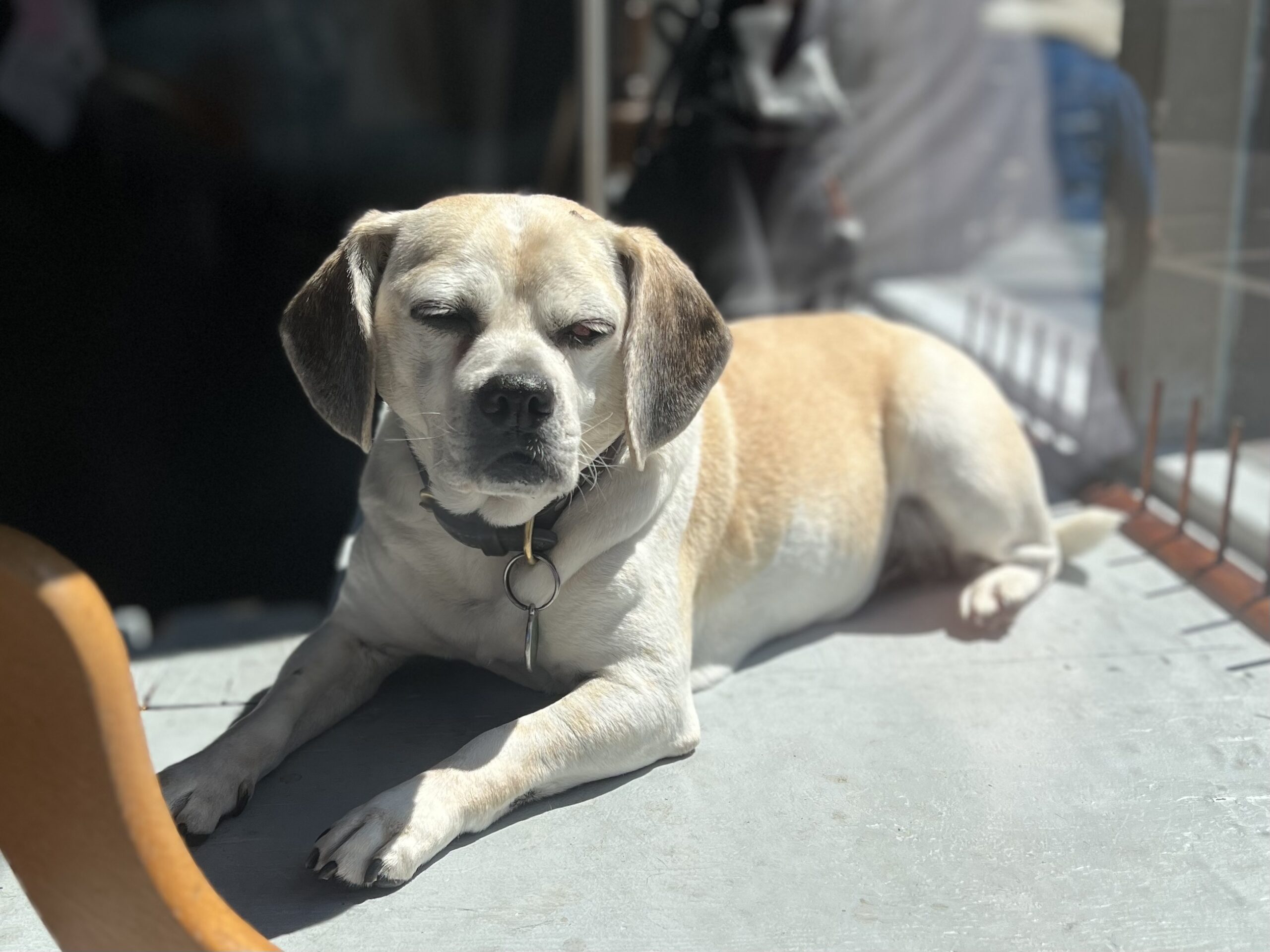 Old Puggle Relaxing In A Store Window