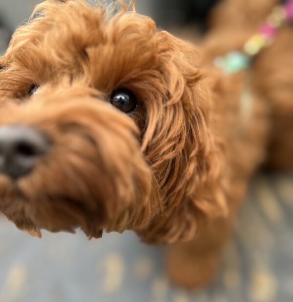 Goldendoodle Sticking Her Nose Into The Camera