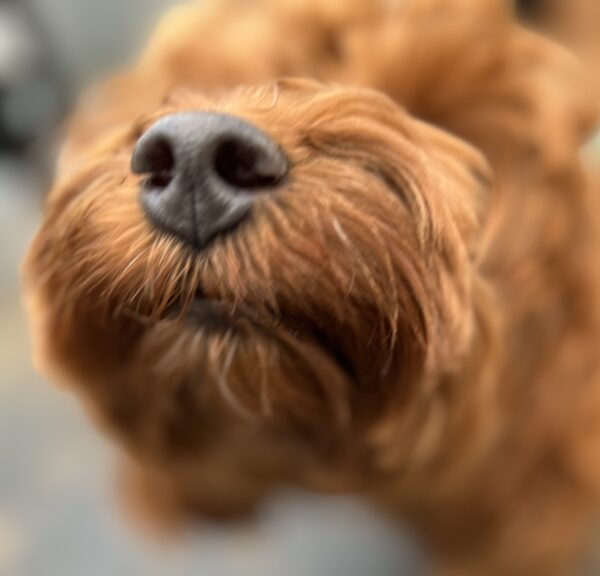 Goldendoodle Sticking Her Nose Into The Camera