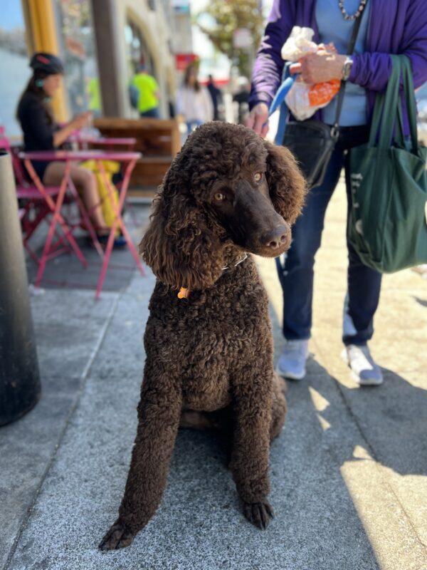 Brown Standard Poodle Tilting Her Head Far To One Side