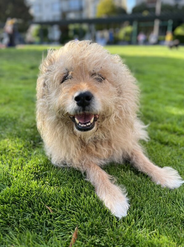 Scruffy Fluffy Blond Bichon Frisé Rottweiler Mix Lying In The Grass