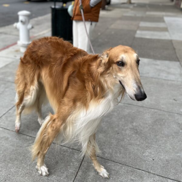 Borzoi Looking Dynamic