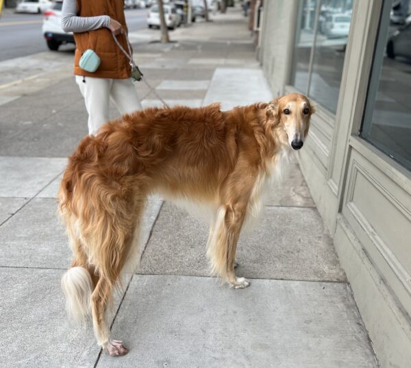 Borzoi Looking Back Over His Shoulder