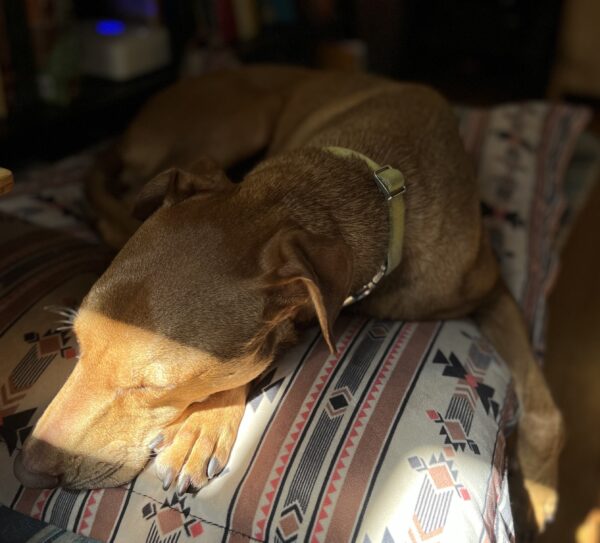 Pretty Dog Sleeping In A Sunbeam