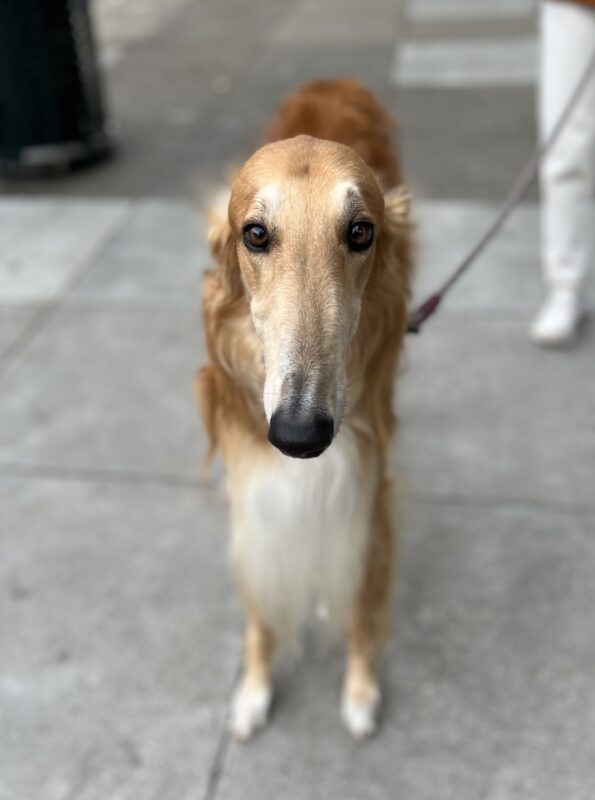 Very Thin Borzoi, Head On