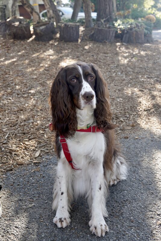 English Springer Spaniel Looking Very Serious