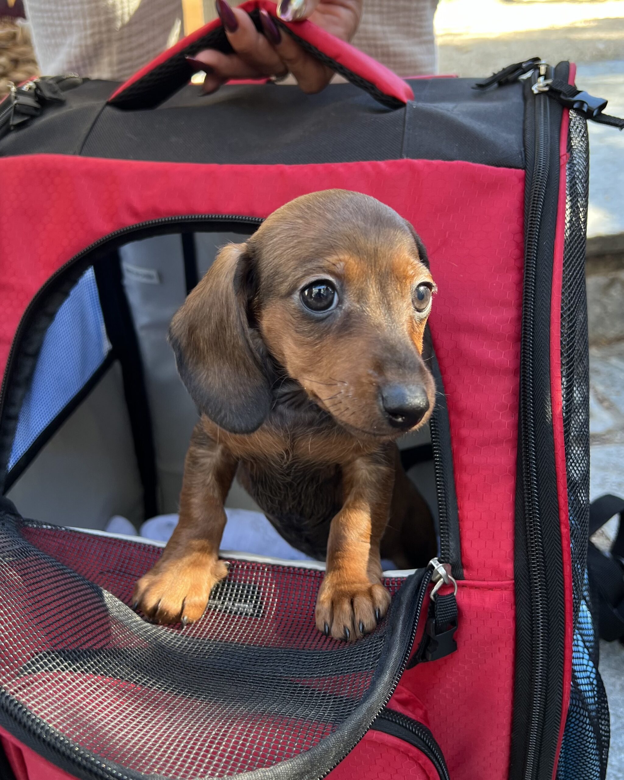 Dachshund Puppy Sticking Her Head Out Of A Dog Carrier Backpack