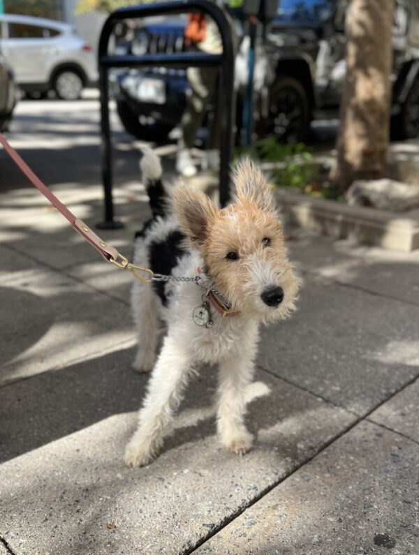 Wire Fox Terrier Puppy Cocking Her Head To The Side