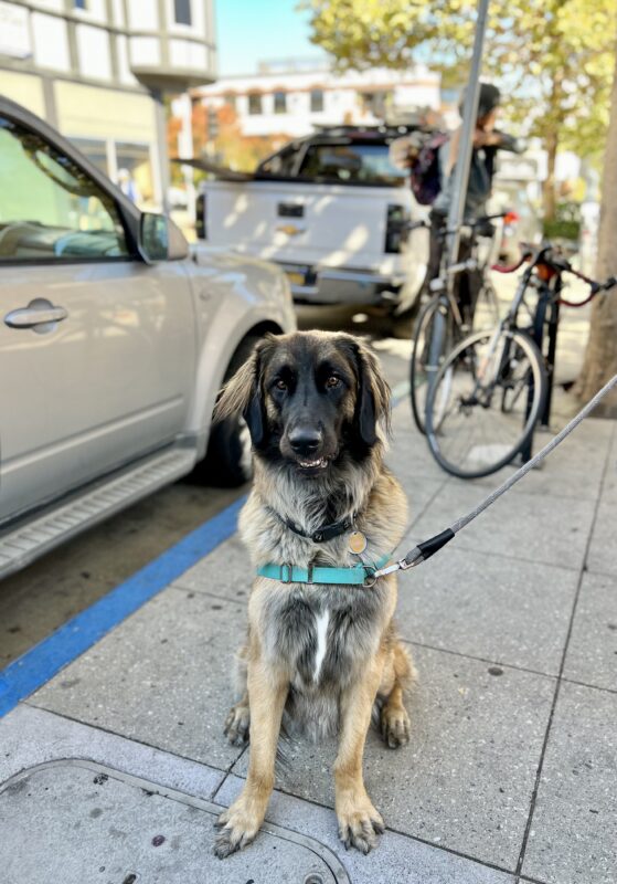 Leonberger Sitting