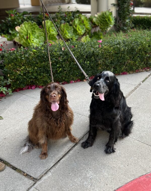 Brown Picardy Spaniel and Blue Picardy Spaniel Sitting