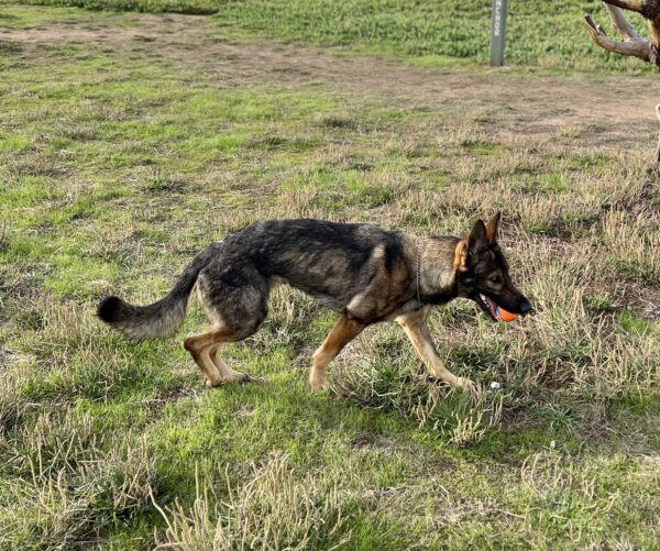German Shepherd Running With A Ball In Her Mouth