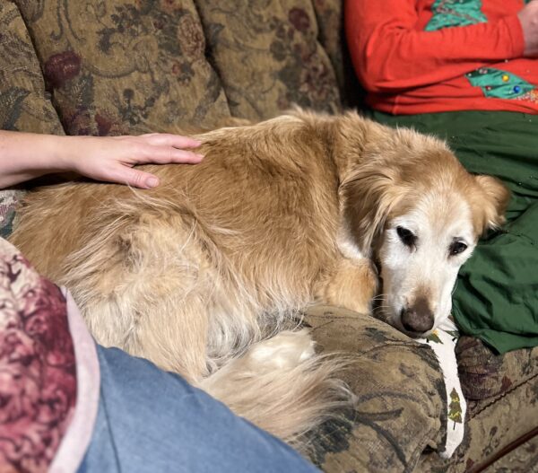 Golden Retriever Curled Up On A Sofa