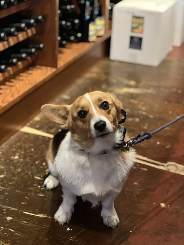 Pembroke Welsh Corgi In A Winery Pointing With One Ear
