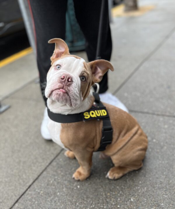 English Bulldog Puppy In A Harness With The Word Squid On It