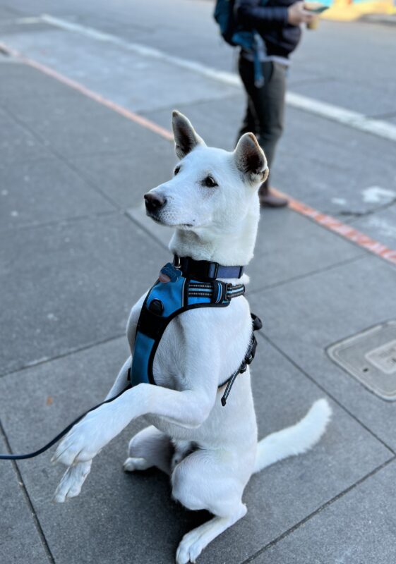 Korean Jindo Sitting With His Forelegs In The Air