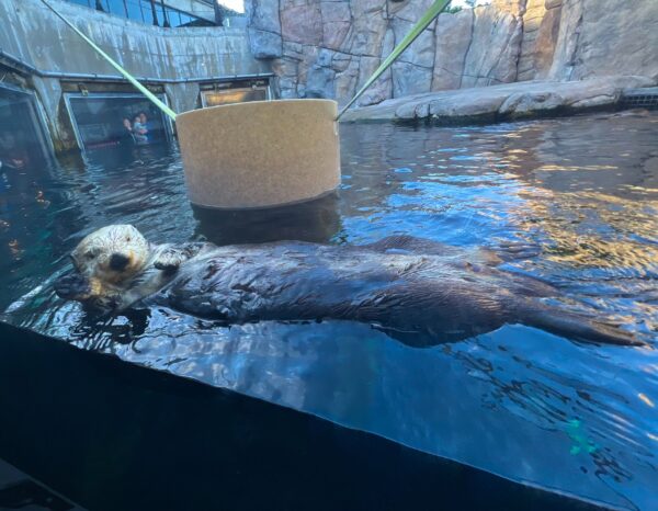 Sea Otter Waving At The Camera