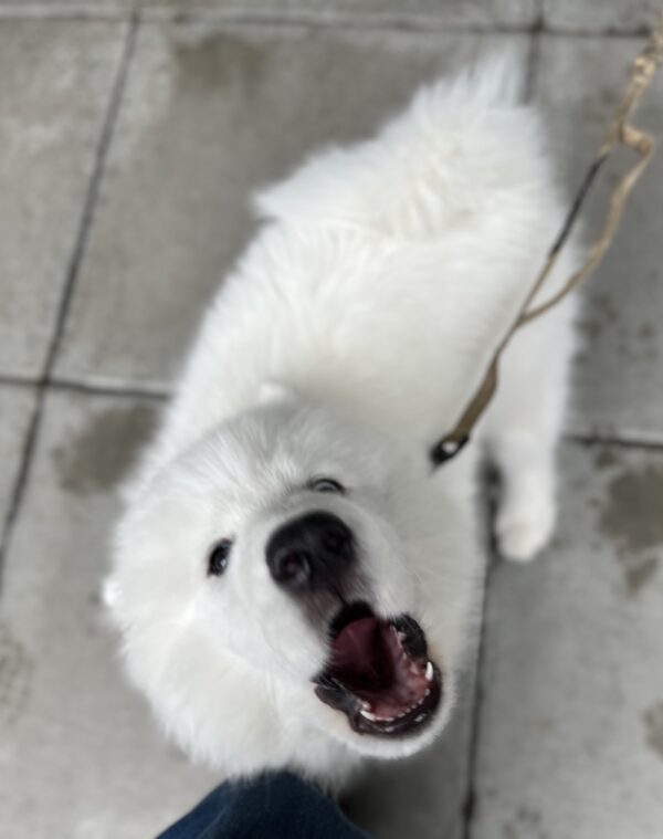 Samoyed Puppy With His Mouth Open