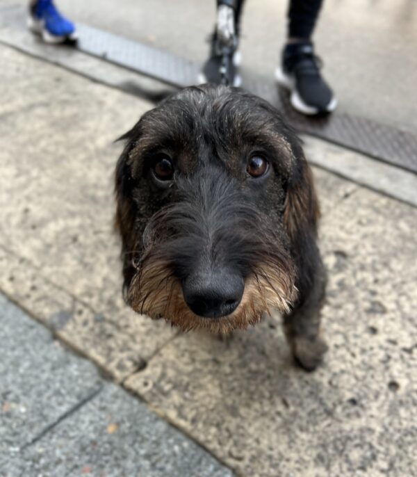 Wire-Haired Dachshund Staring Into The Camera