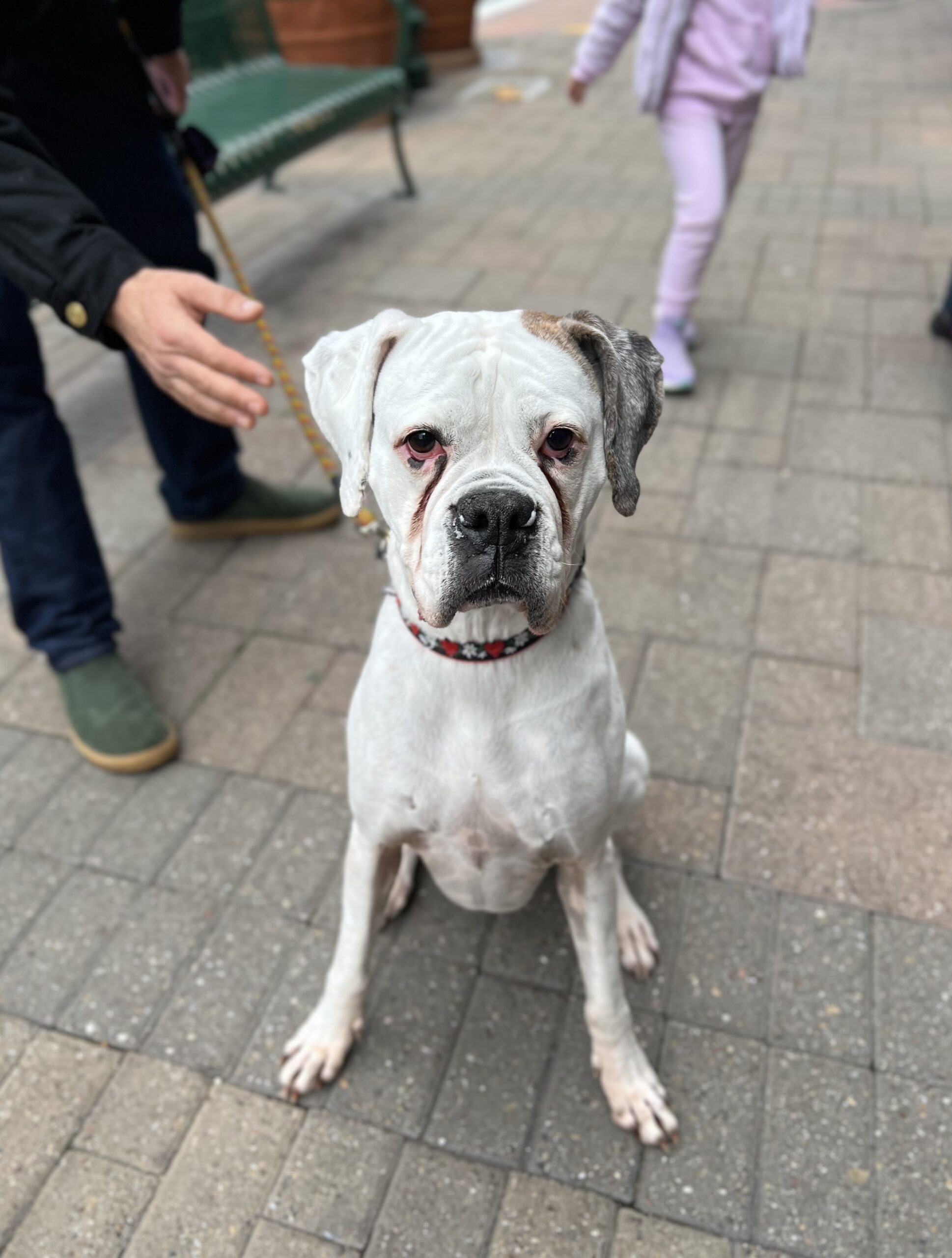 White Boxer With Brown Ear