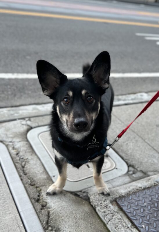 Pembroke Welsh Corgi Shiba Inu Mix Smiling