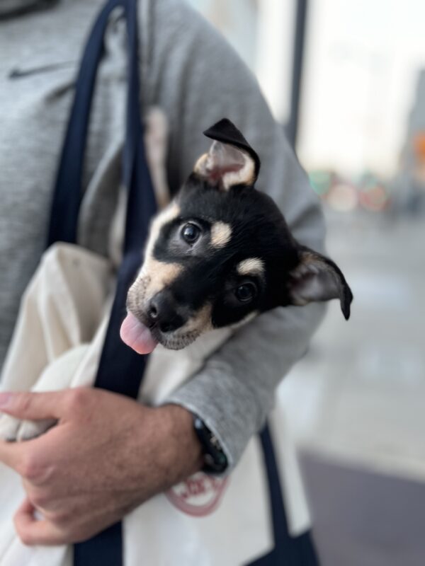 Kelpie Puppy In A Shoulder Bag Sticking Out His Tongue