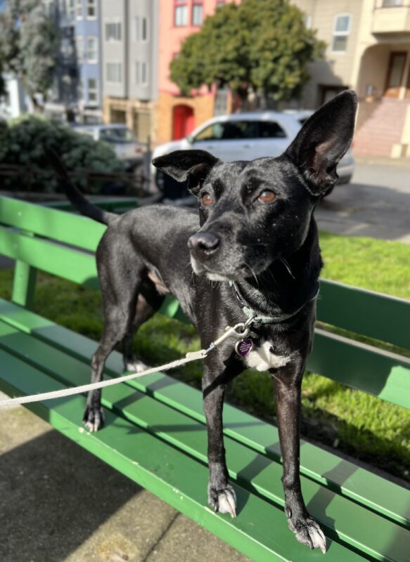 Small Black Dog Standing On A Green Bench