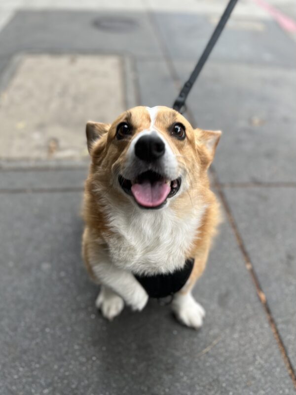 Pembroke Welsh Corgi Sitting On The Sidewalk And Looking Into The Camera With An Eager Expression