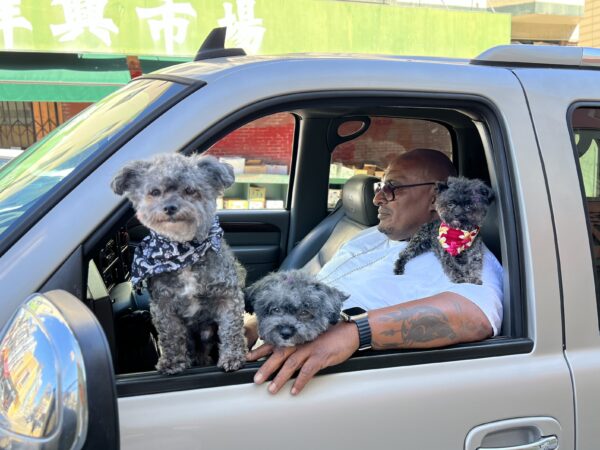 Large Man Sitting In Car With Three Small Dogs On Him