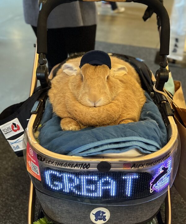 Really Huge Rabbit Sitting In A Stroller