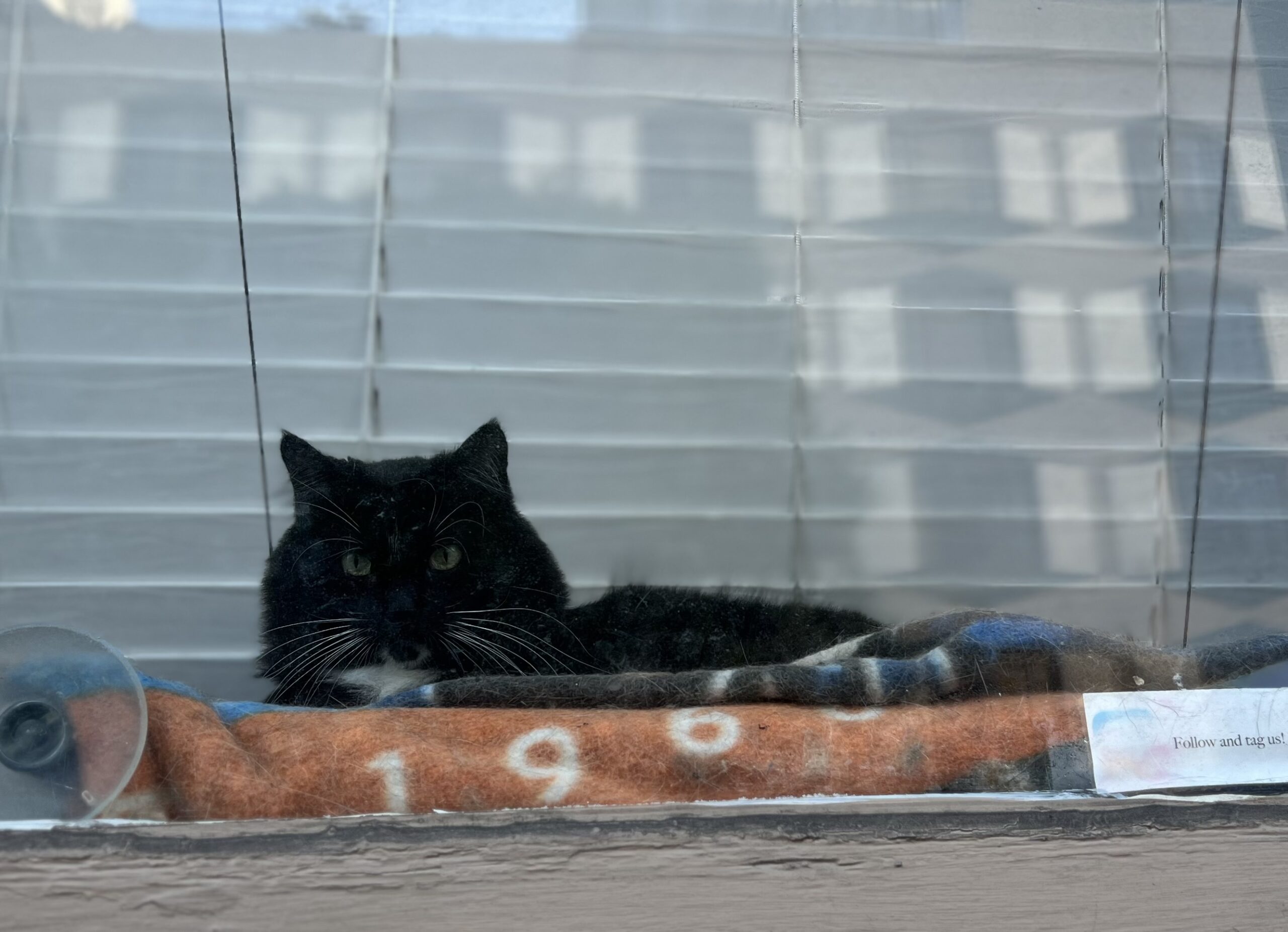 Tuxedo Cat In A Window