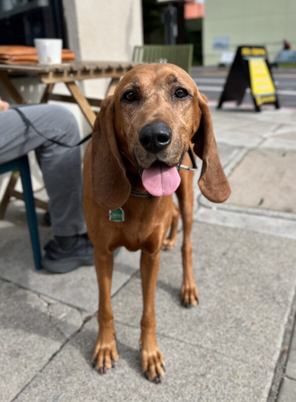 Redtick Coonhound Smiling Into The Camera