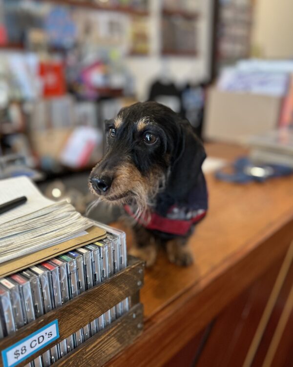 Wire Haired Miniature Dachshund Sitting On A Shop Counter