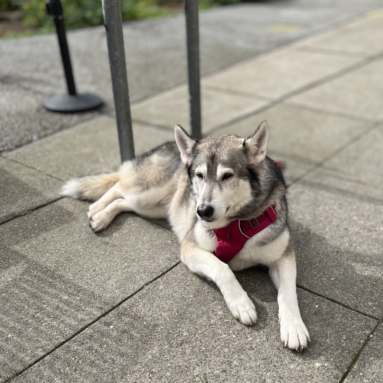 Siberian Husky Chilling On The Sidewalk