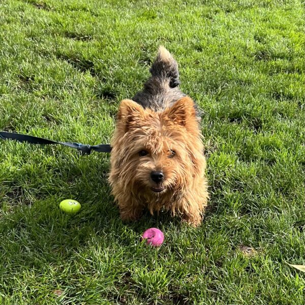 Norwich Terrier With Two Balls