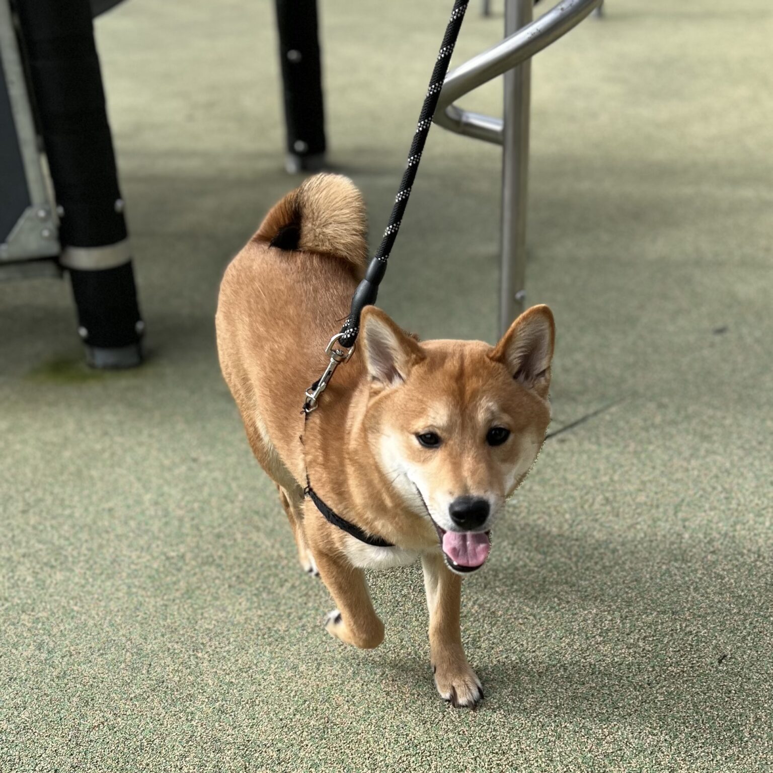 Shiba Inu Puppy Trotting Toward The Camera