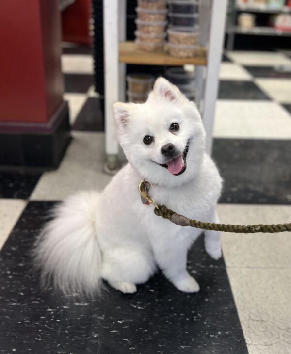 Miniature American Eskimo Dog Grinning In A Store