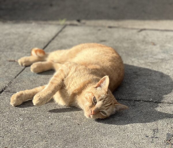 Ginger Cat Lying On the Sidewalk