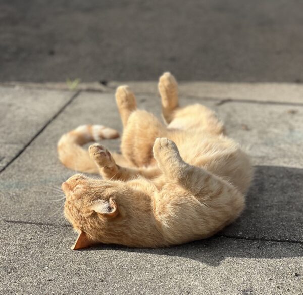 Marmalade Tiger Tabby Lying On Her Back On The Sidewalk