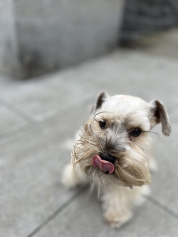 Silver Miniature Schnauzer With Tongue Out