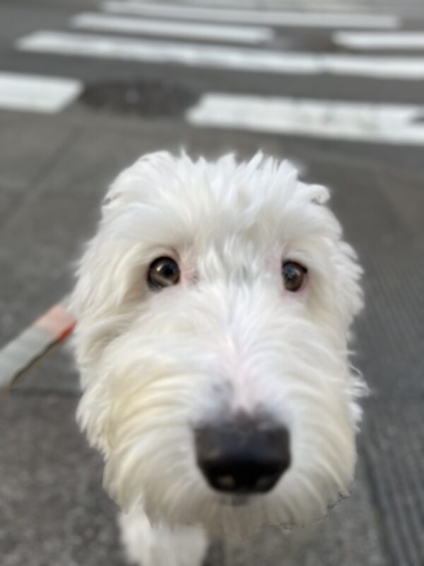 White Old English Sheepdog Poodle Mix Looking Into The Camera