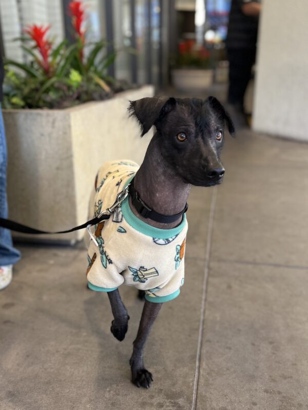 Mexican Hairless Dog In A Yellow Sweatshirt