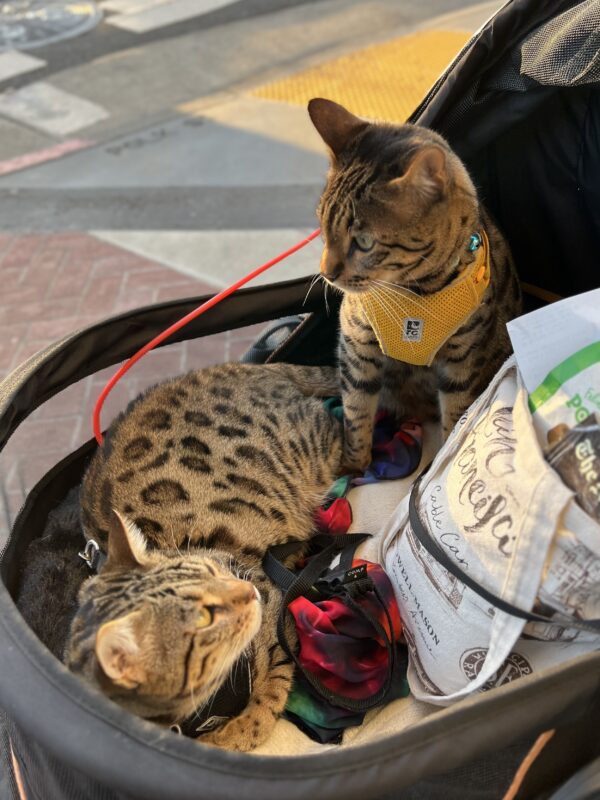 Two Bengal Cats In A Baby Carriage