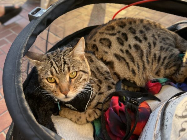 Bengal Cat In A Baby Carriage
