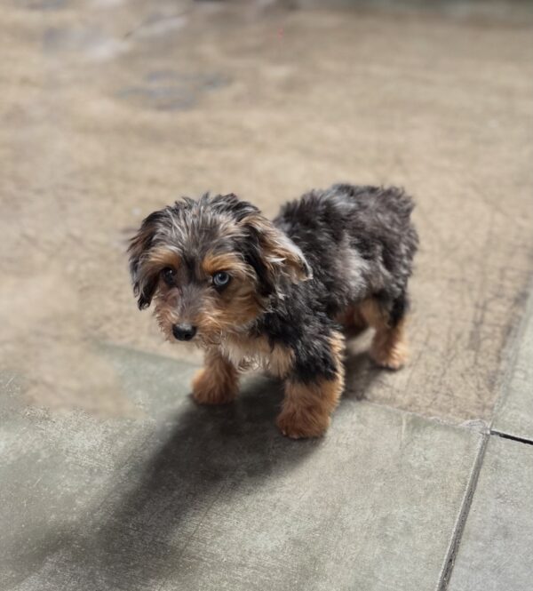 Tiny Little Yorkshire Terrier Poodle Mix Puppy