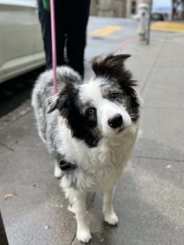 Blue Merle Border Collie With Partial Heterochromia Tilting His Head To The Side