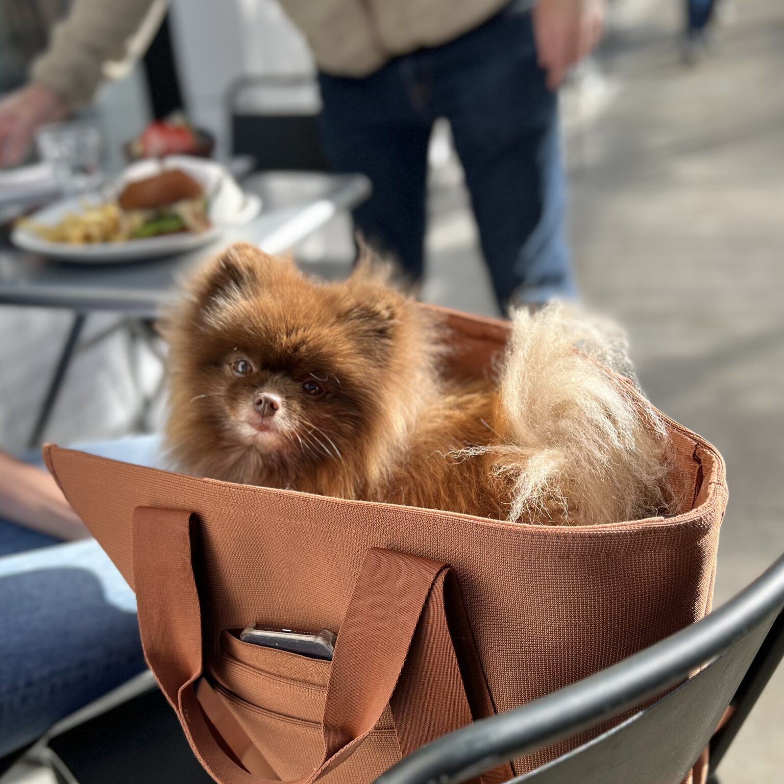 Pomeranian In A Bag