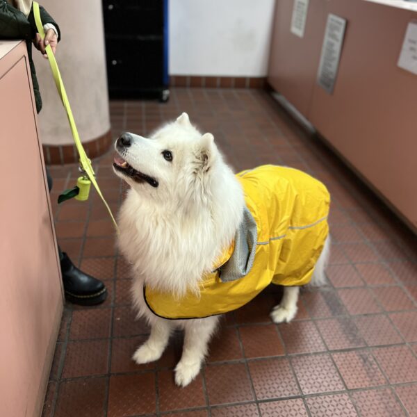 Samoyed In A Raincoat