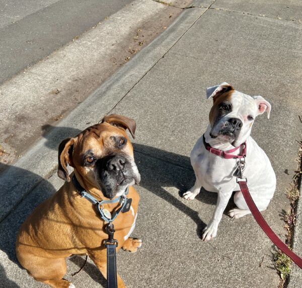 Large Brown Male Boxer And Small White Female Boxer