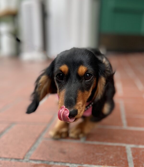 Black And Tan Mini Dachshund Sticking Out Her Tongue